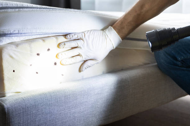 Best Termite Control Services  in Sunset, FL