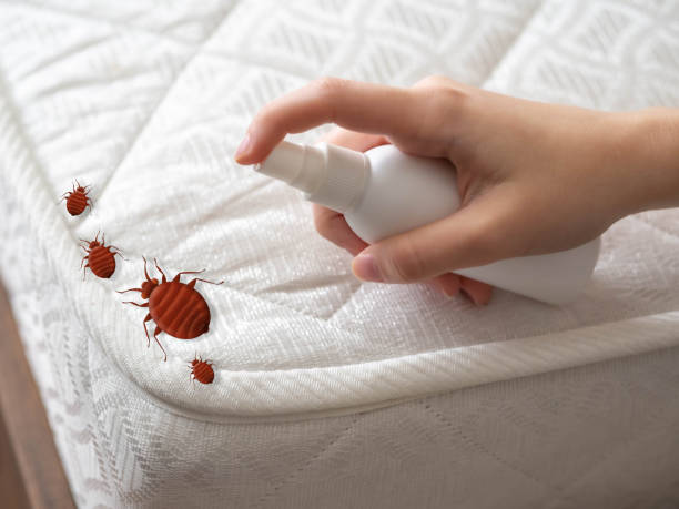 Best Pest Control Near Me in Sunset, FL