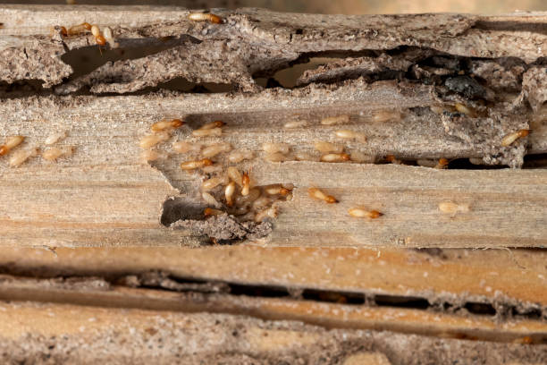 Best Commercial Pest Control Services  in Sunset, FL